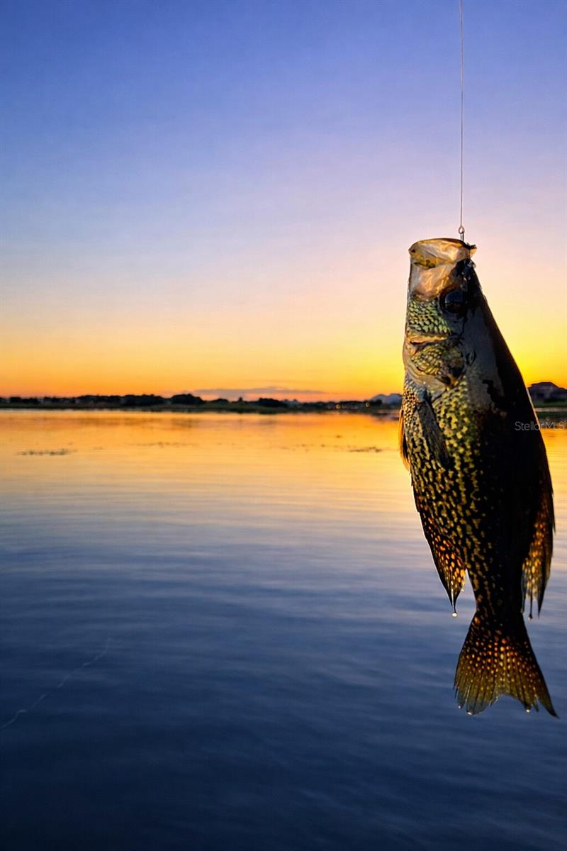 15532 Avenue Of The Arbors, Winter Garden, FL, 34787